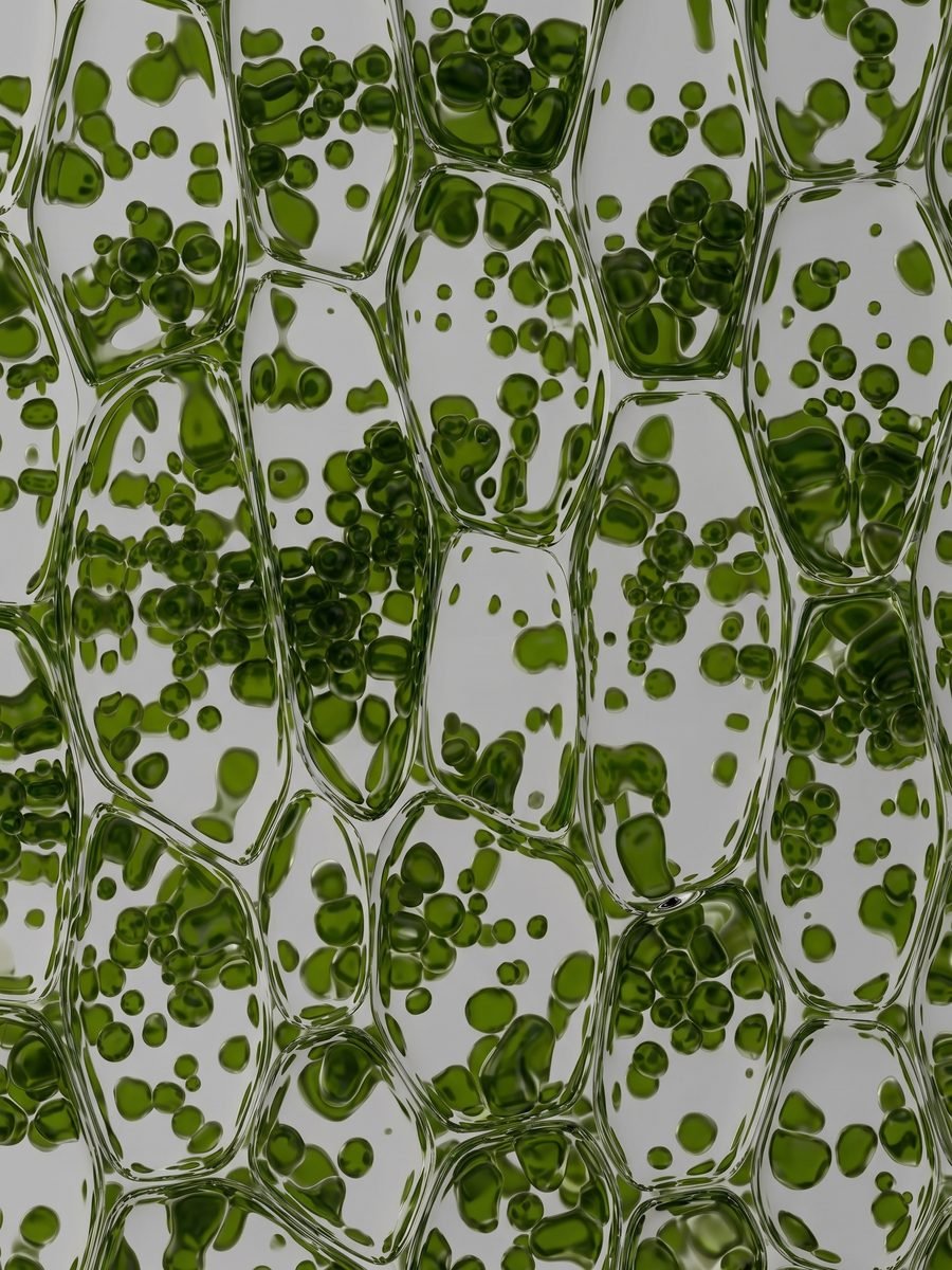 Ilustración de células vegetales con gotas de aceite